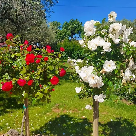 Renovierte In Zambratija Mit Grossem Garten Apartment